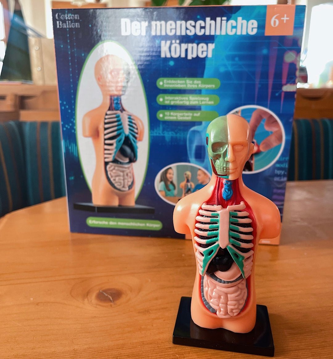 Anatomie Modell - Der menschliche Körper - Anatomie Modell - Der menschliche Körper - Cotton Ballon | Family Concept Store -