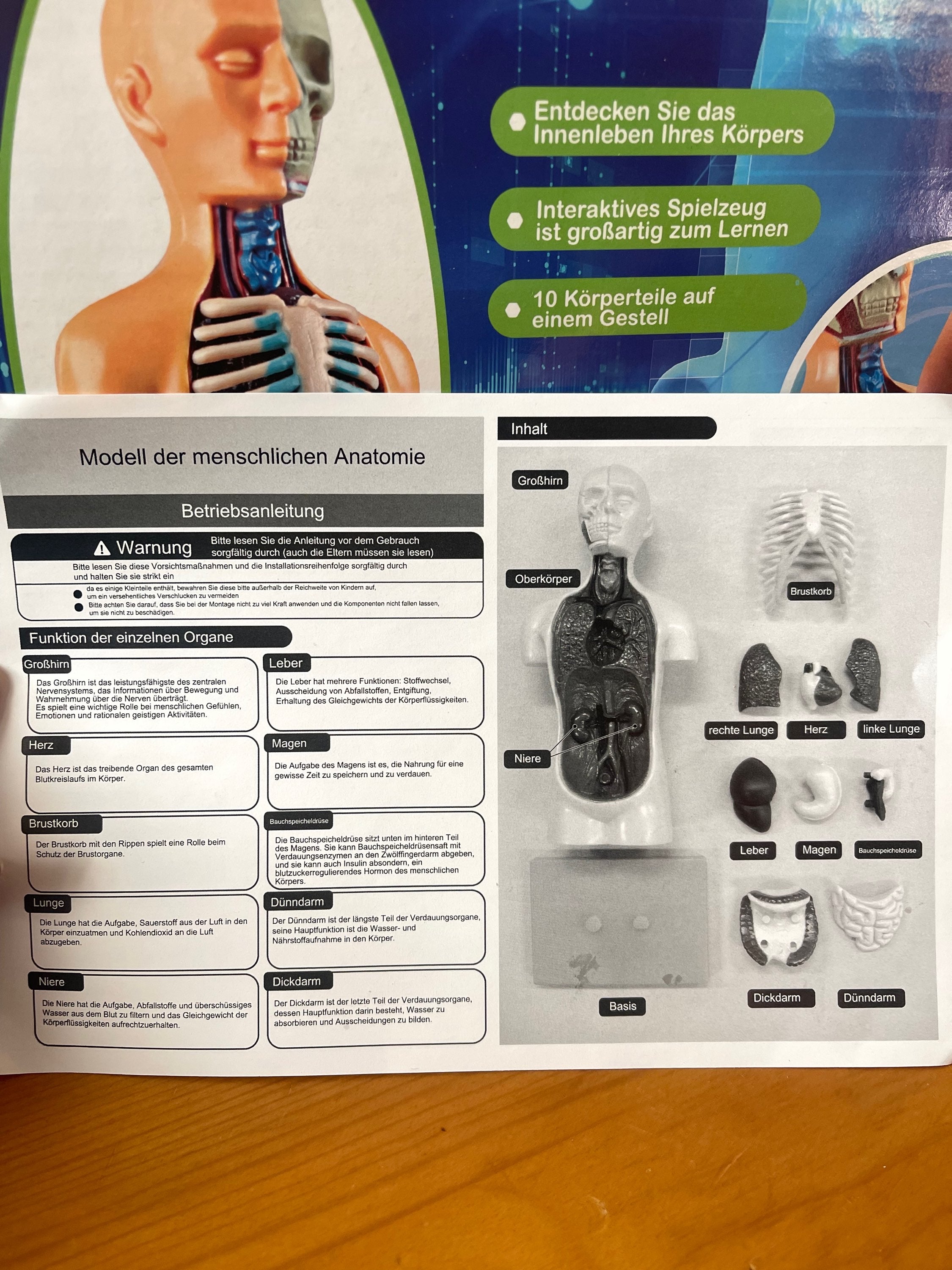 Anatomie Modell - Der menschliche Körper