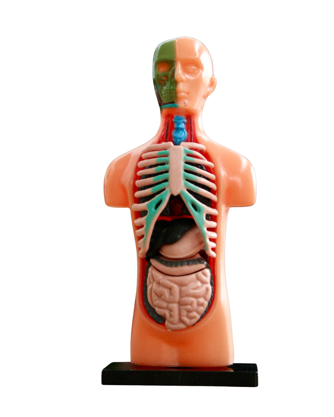 Anatomie Modell - Der menschliche Körper