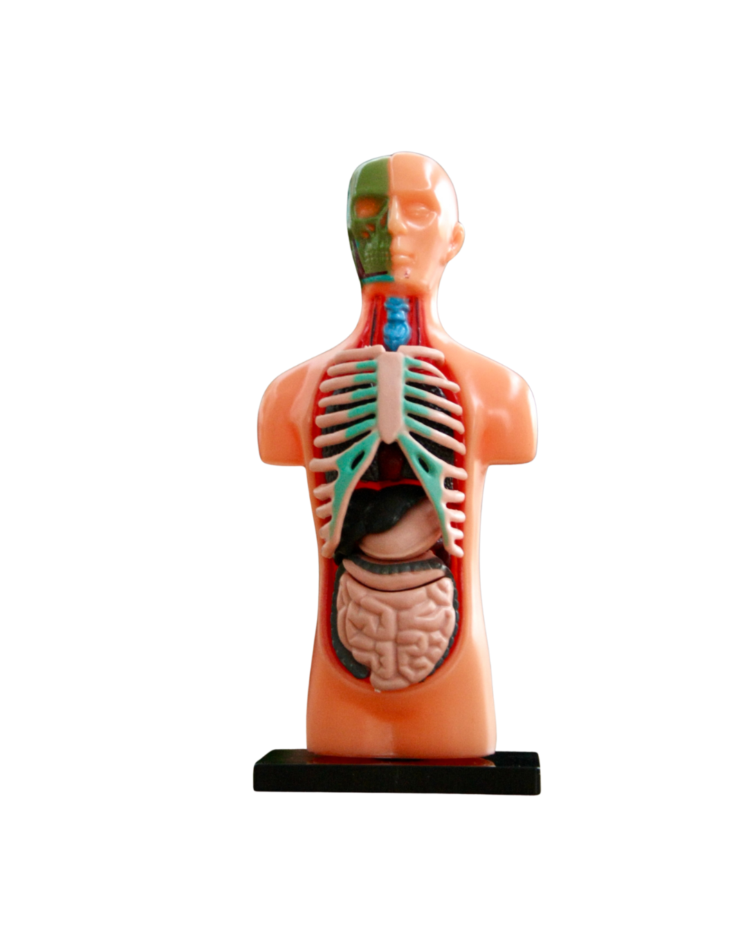 Anatomie Modell - Der menschliche Körper