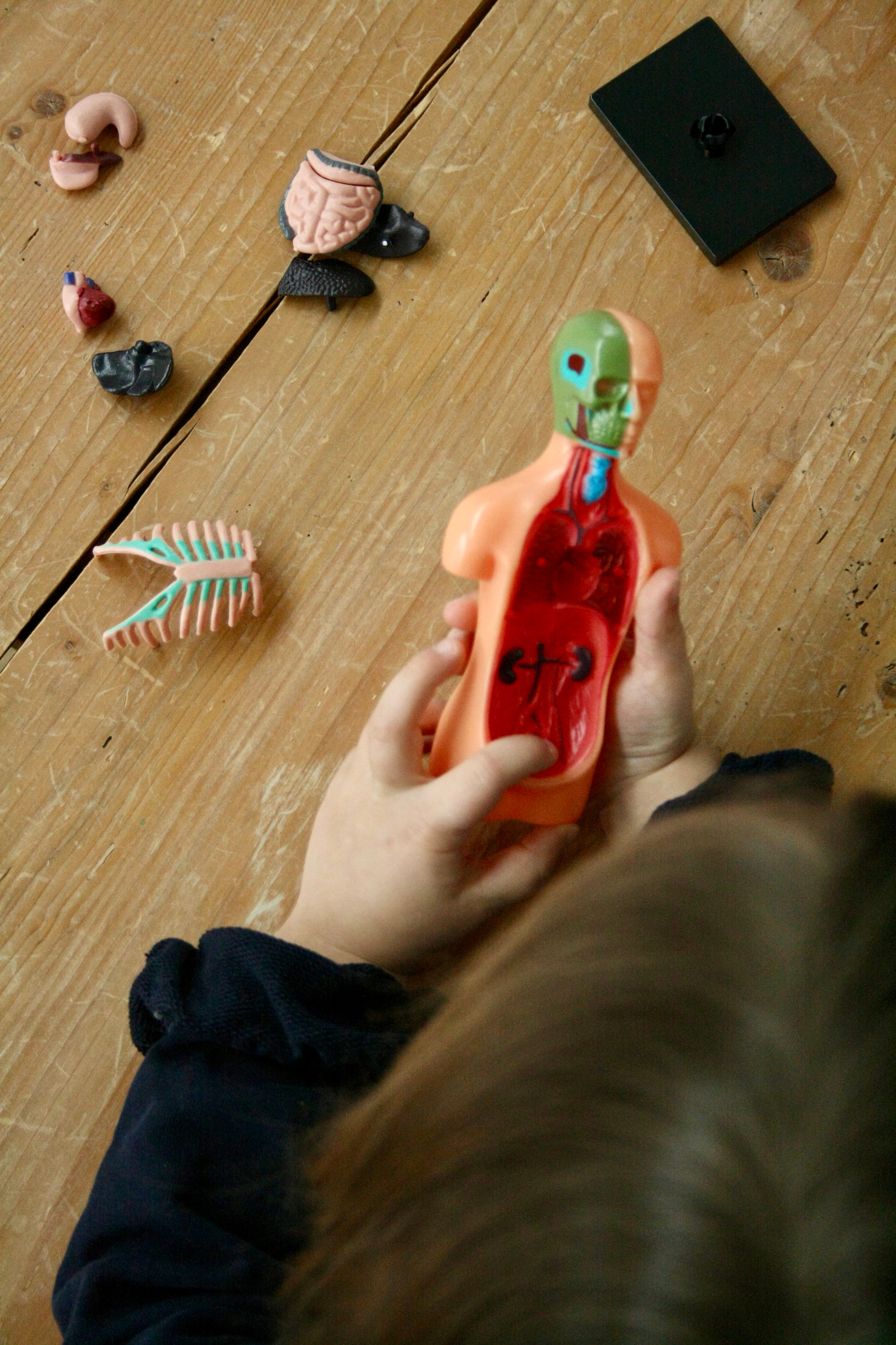 Anatomie Modell - Der menschliche Körper