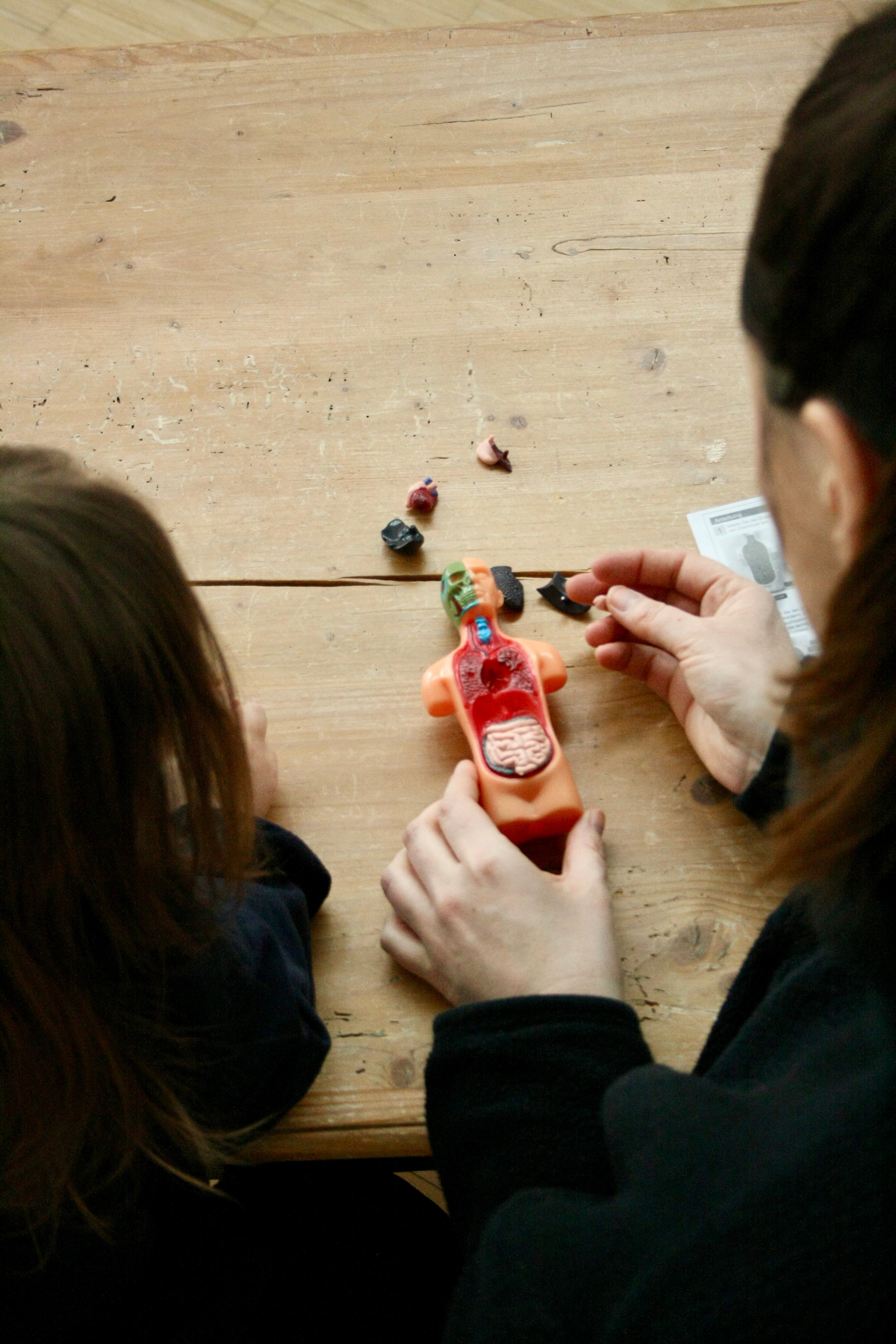 Anatomie Modell - Der menschliche Körper