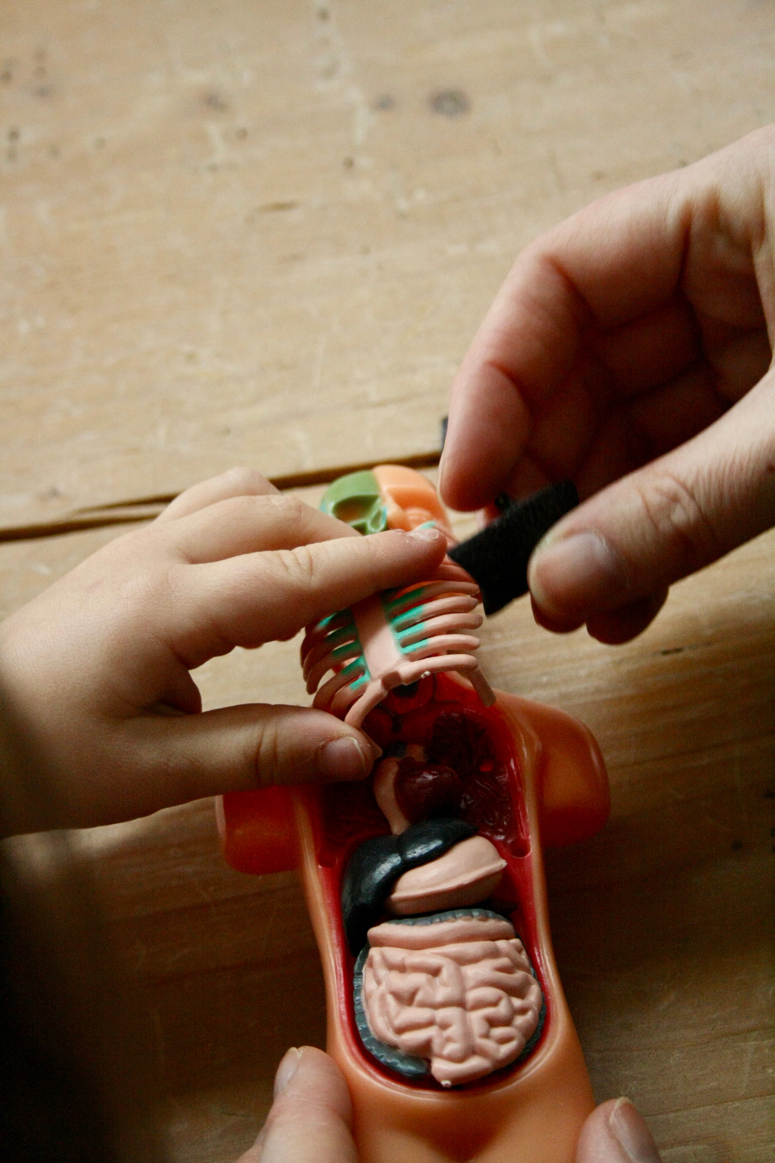 Anatomie Modell - Der menschliche Körper