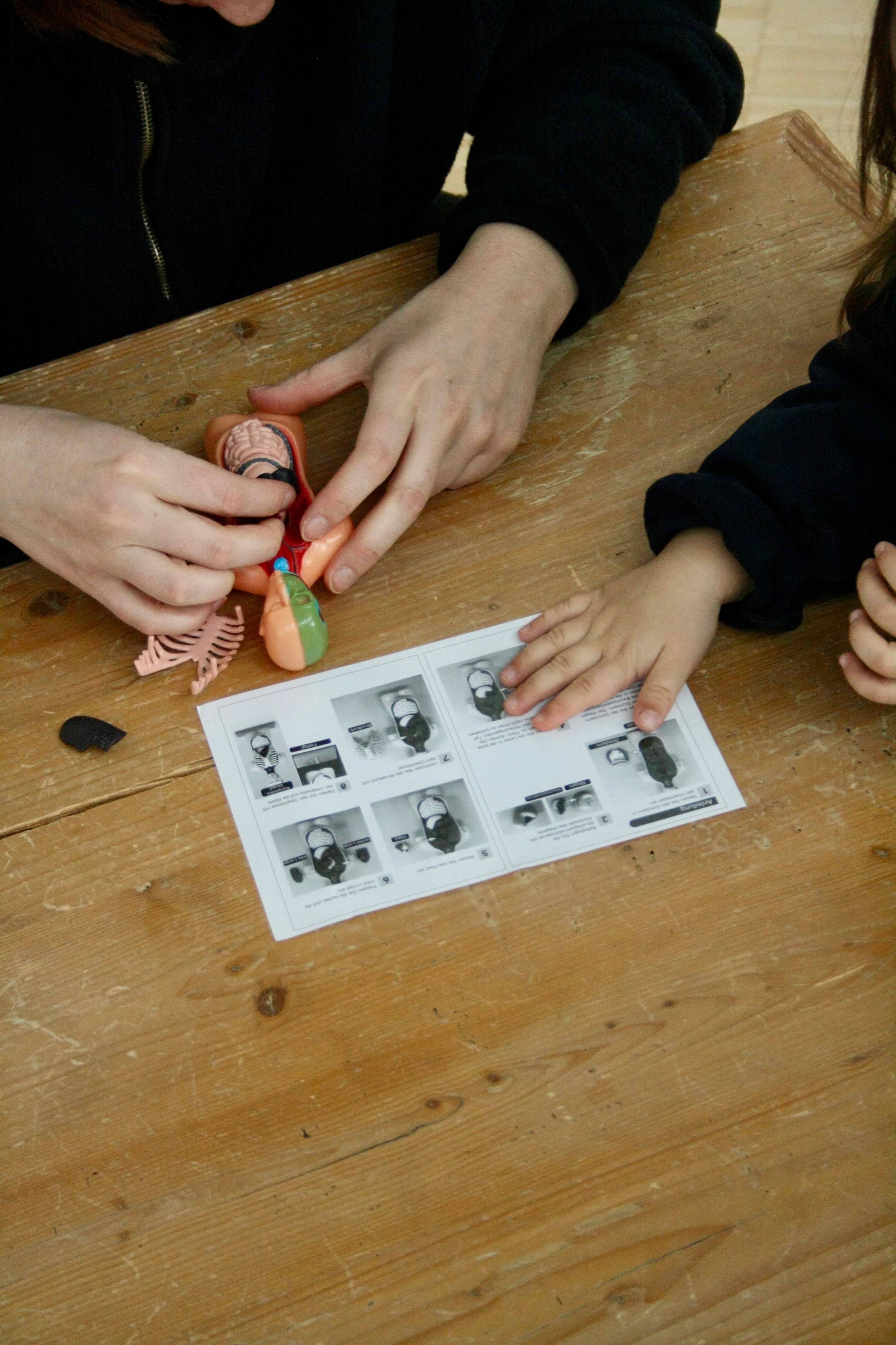 Anatomie Modell - Der menschliche Körper