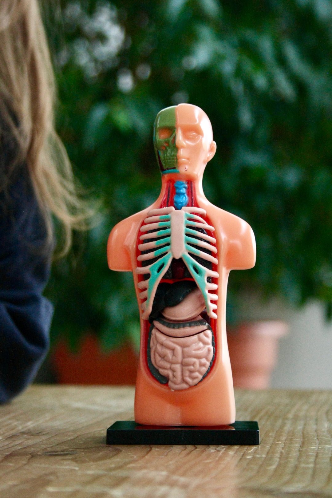 Anatomie Modell - Der menschliche Körper - Anatomie Modell - Der menschliche Körper - Cotton Ballon | Family Concept Store -
