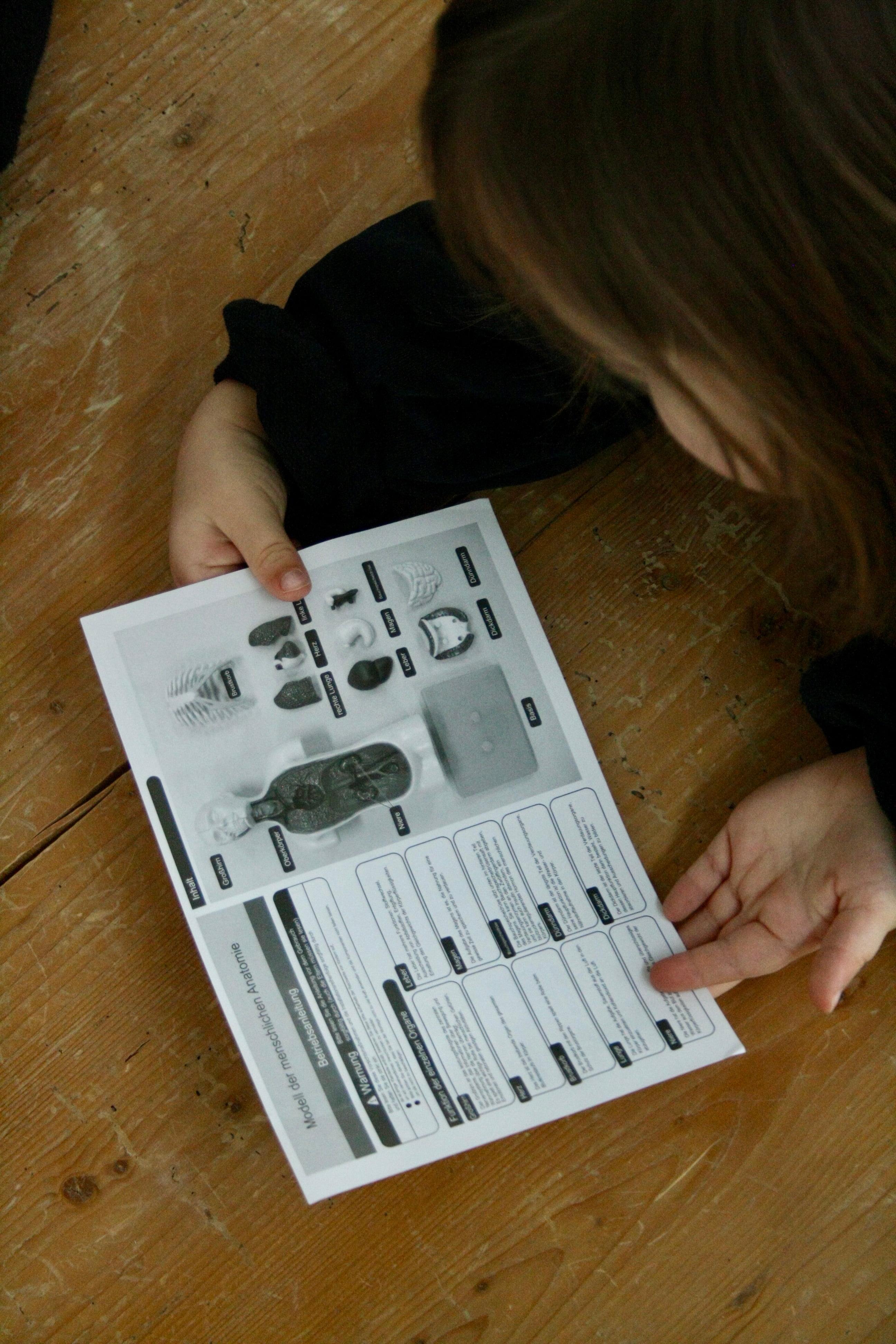 Anatomie Modell - Der menschliche Körper