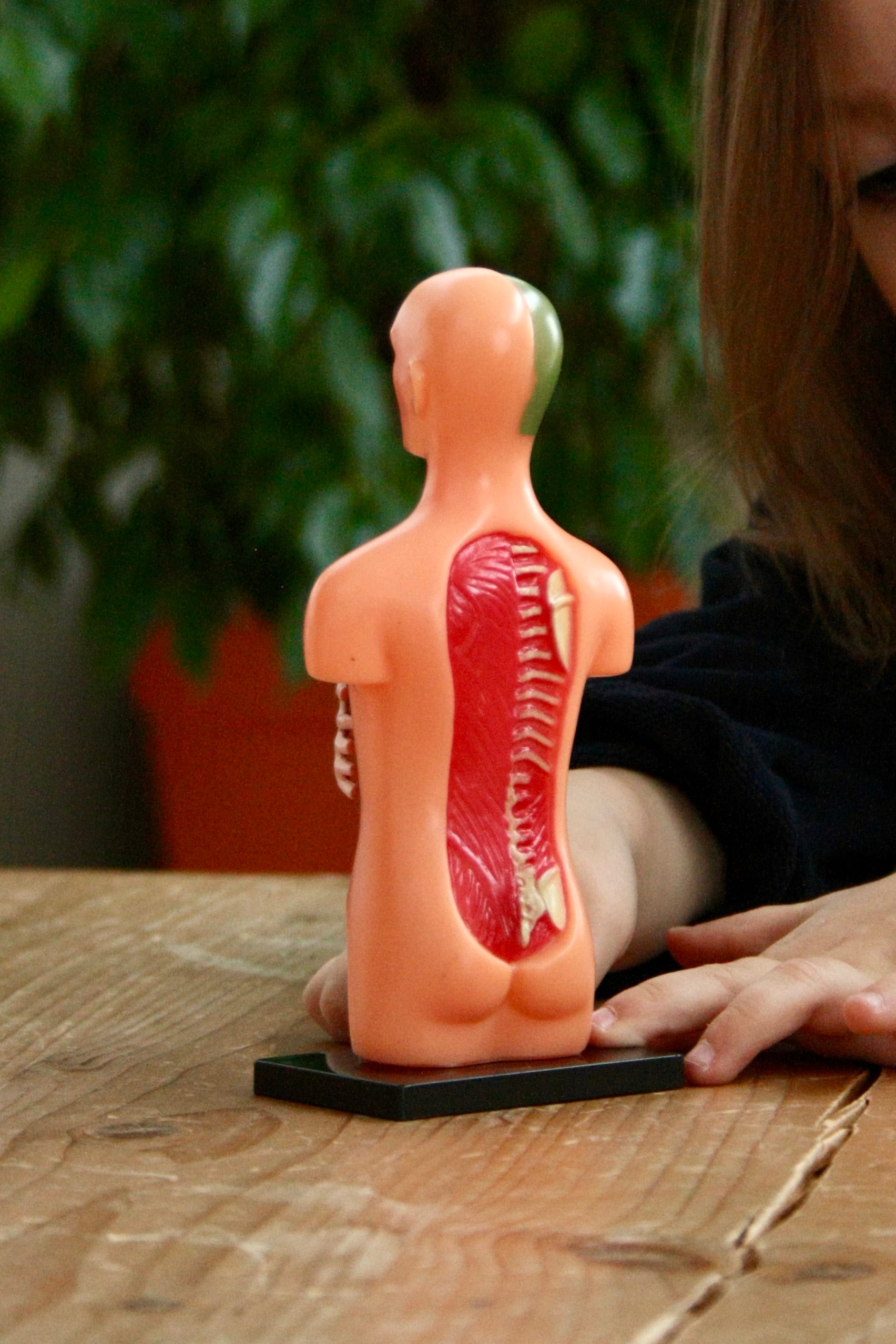 Anatomie Modell - Der menschliche Körper